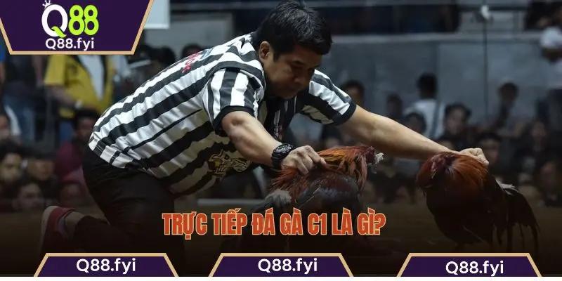 Trực tiếp đá gà C1 là gì?  